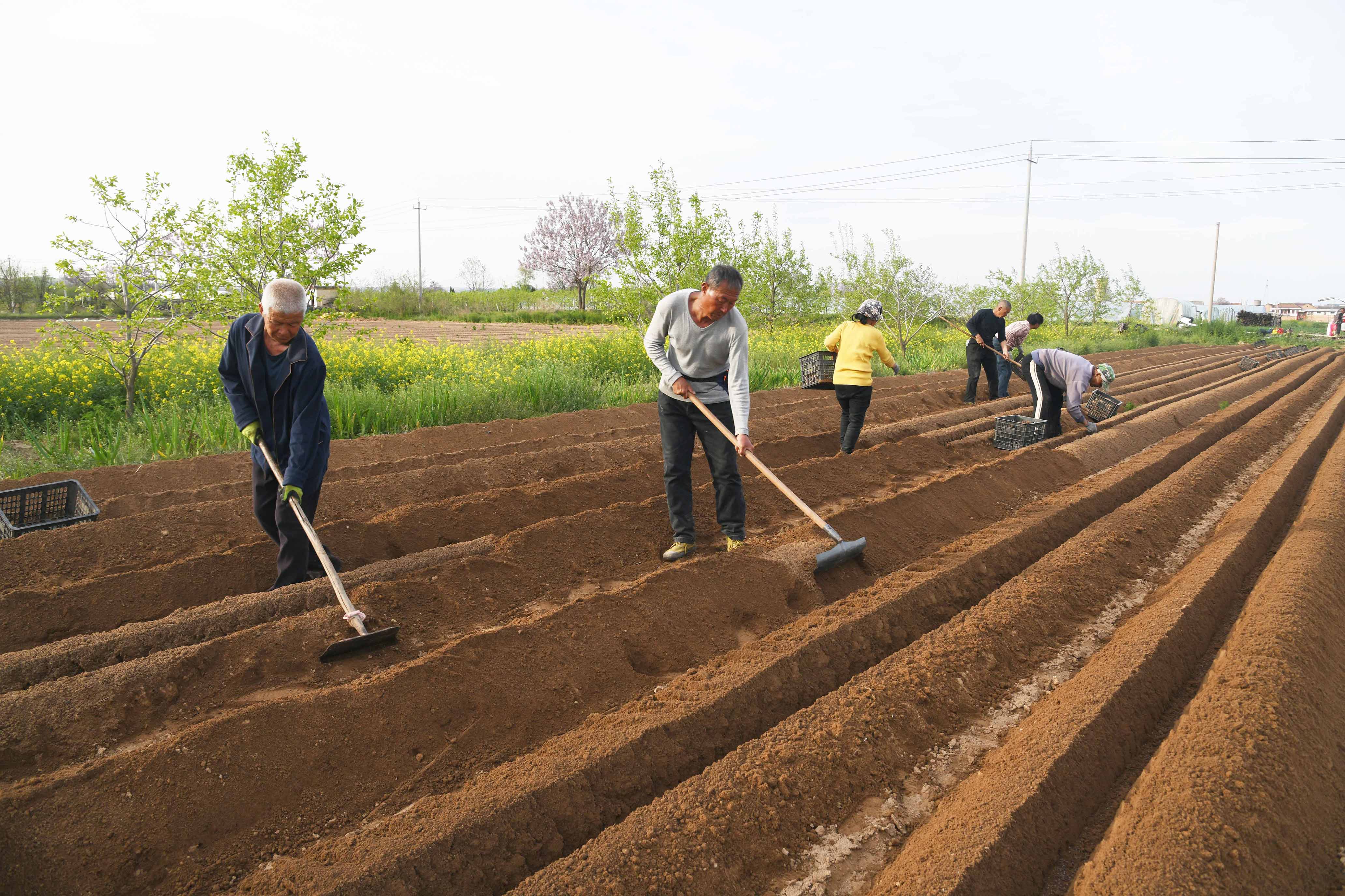 山西闻喜：千亩山药种植忙(图3)