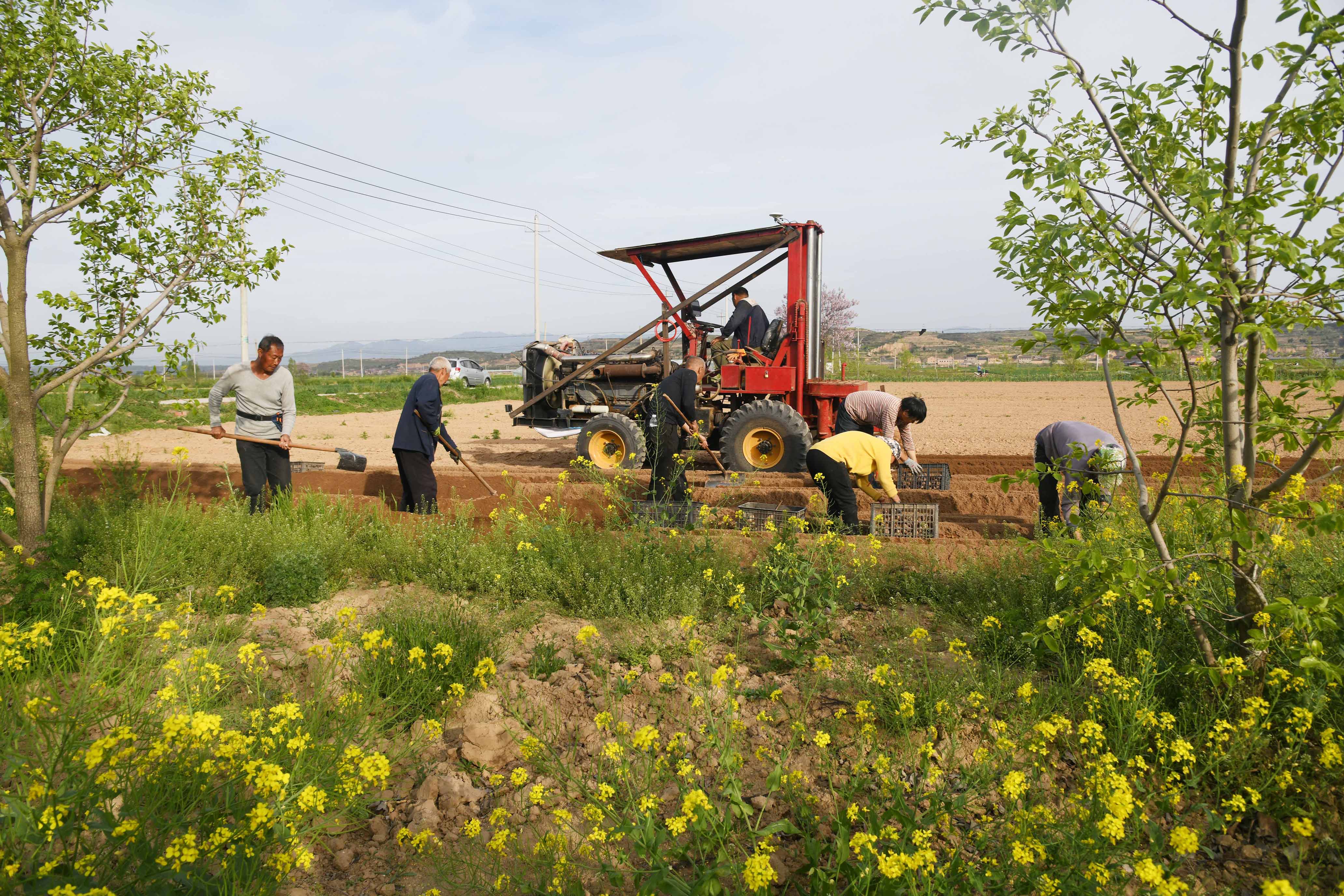 山西闻喜：千亩山药种植忙(图1)