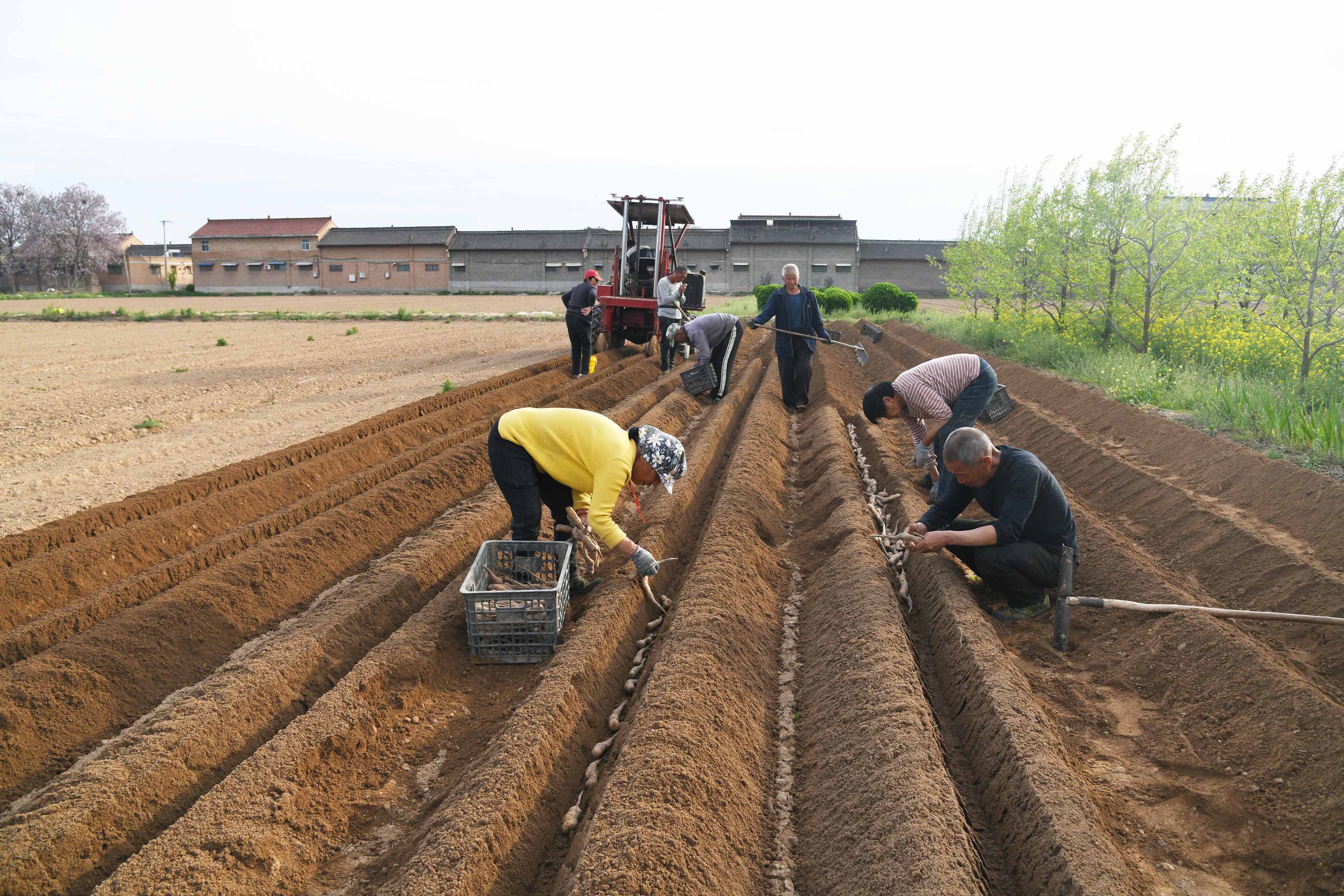山西闻喜：千亩山药种植忙(图2)