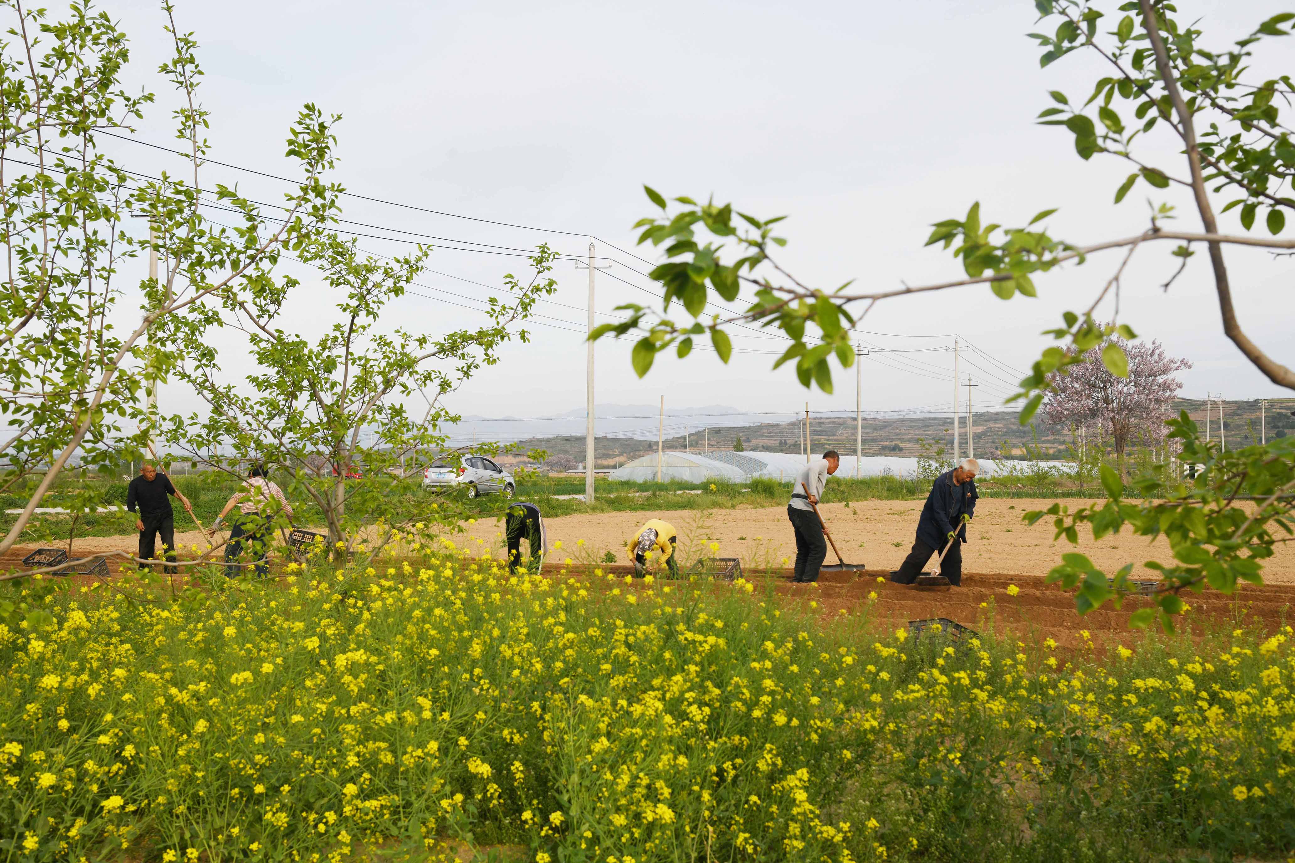 山西闻喜：千亩山药种植忙(图4)