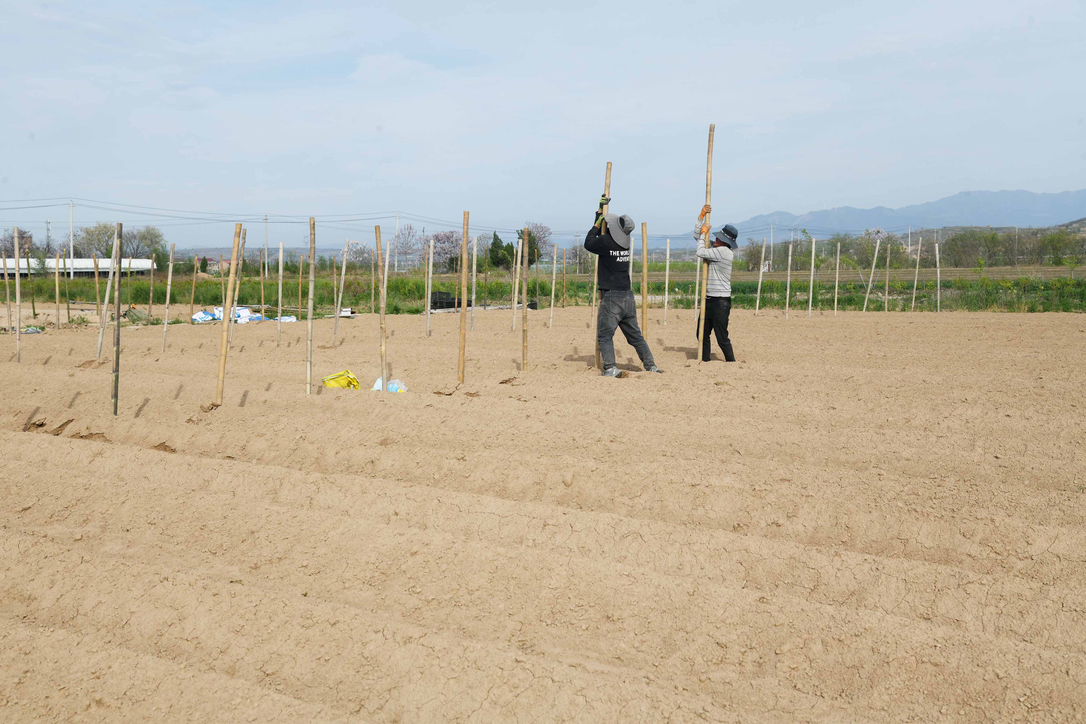 山西闻喜：千亩山药种植忙(图5)