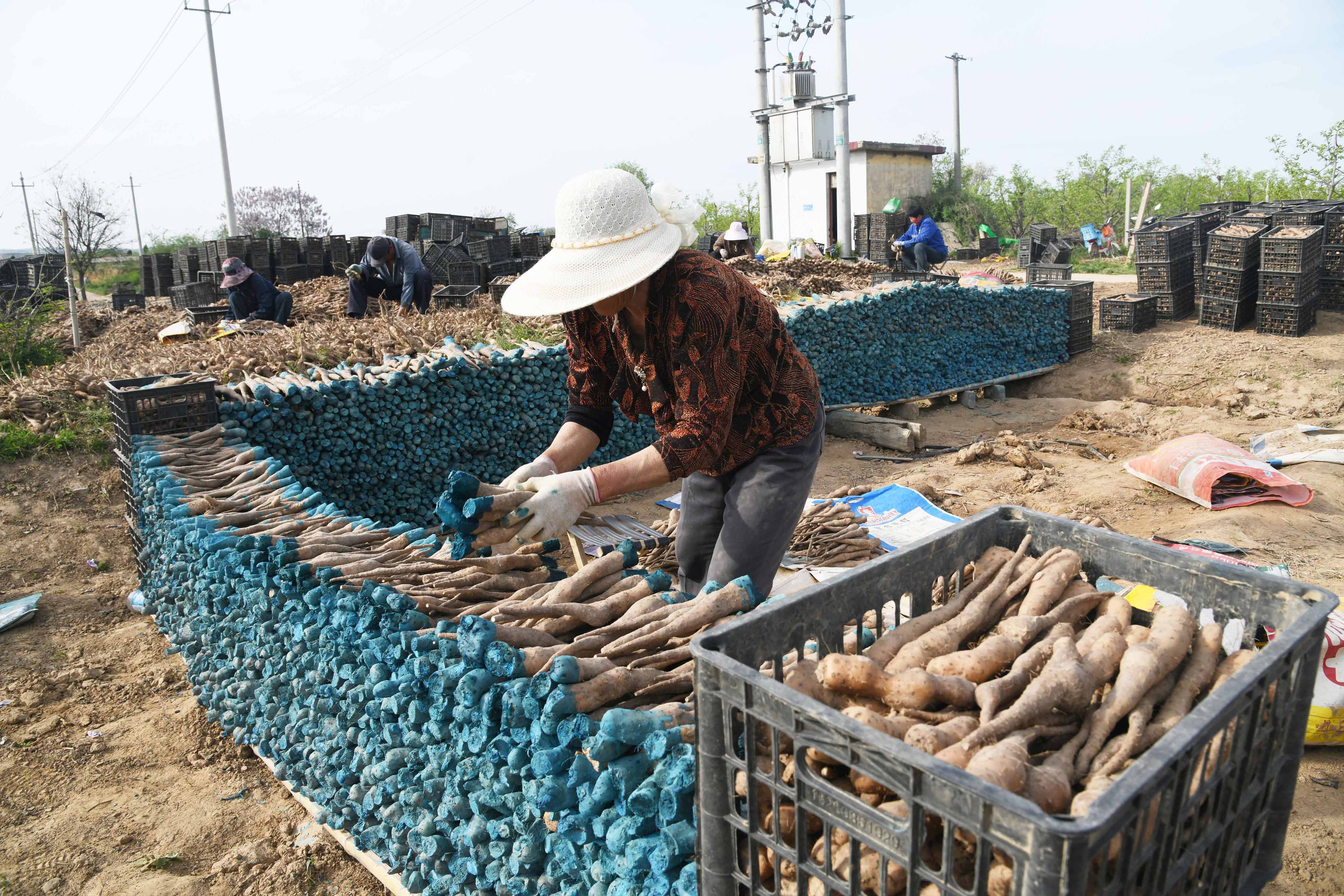 山西闻喜：千亩山药种植忙(图6)