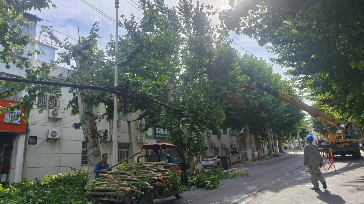湖北武汉新洲供电公司：  清理10千伏树障  筑牢迎峰度夏电网安全运行屏障(图1)